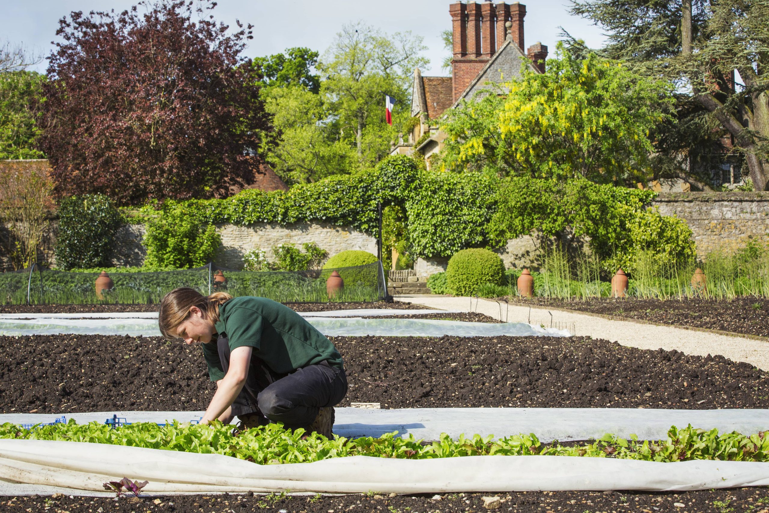 The Ideal Plants for a Low-Maintenance Garden